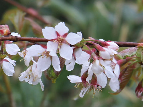 Prunus nipponica