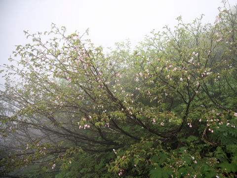 Prunus nipponica