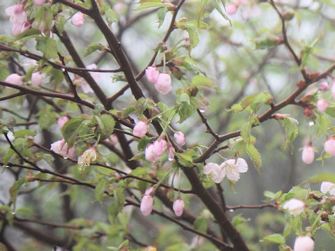 Prunus nipponica