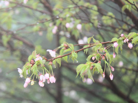 Prunus nipponica