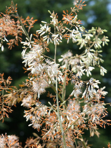 Macleaya cordata