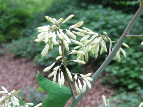 Macleaya cordata