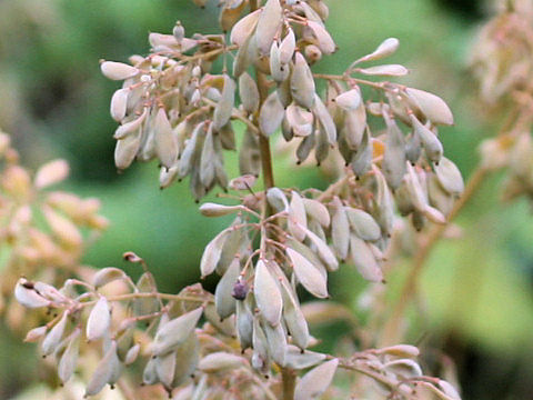 Macleaya cordata