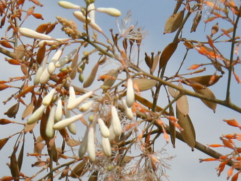 Macleaya cordata