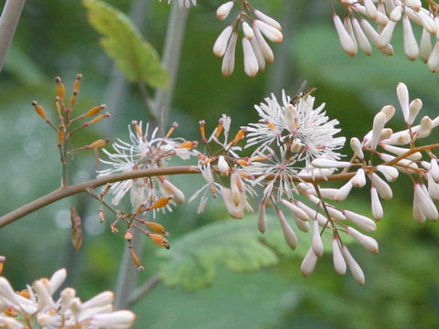 Macleaya cordata