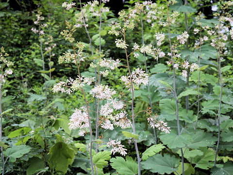 Macleaya cordata