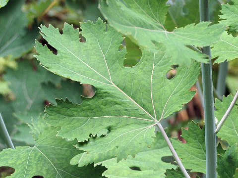 Macleaya cordata