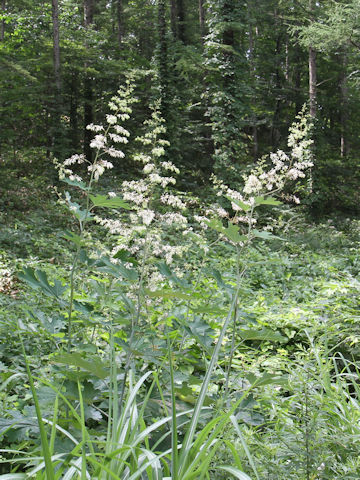 Macleaya cordata