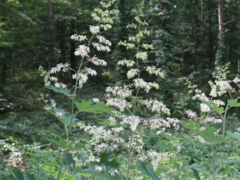 Macleaya cordata