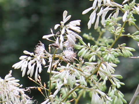 Macleaya cordata