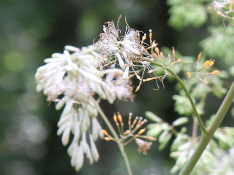 Macleaya cordata