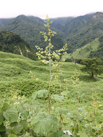 Macleaya cordata