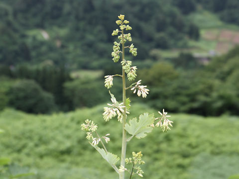 Macleaya cordata