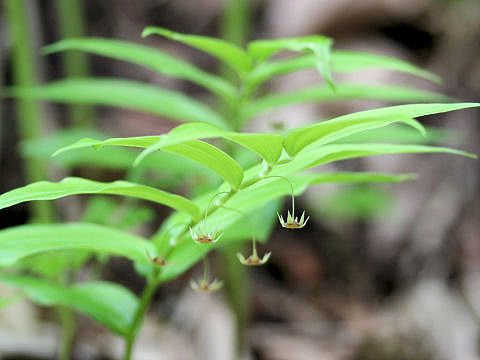 Streptopus streptopoides var. japonicus