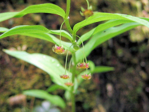 Streptopus streptopoides var. japonicus