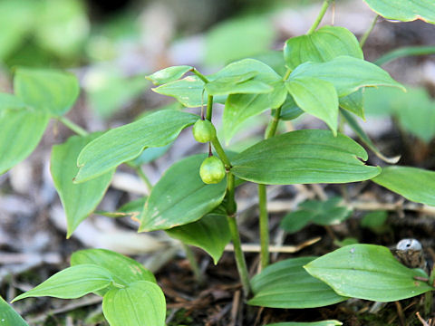 Streptopus streptopoides var. japonicus