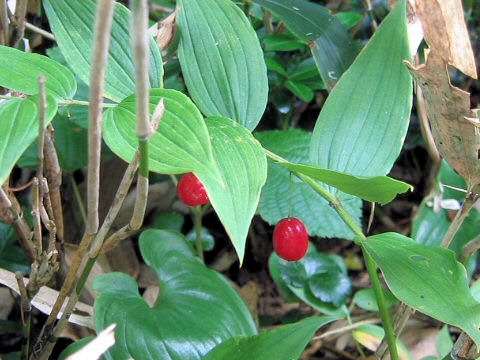 Streptopus streptopoides var. japonicus