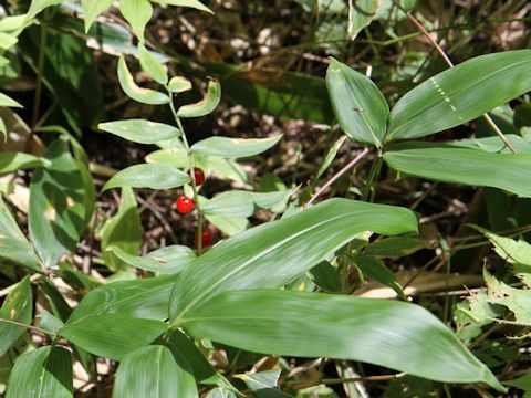 Streptopus streptopoides var. japonicus