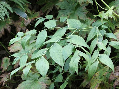 Streptopus streptopoides var. japonicus