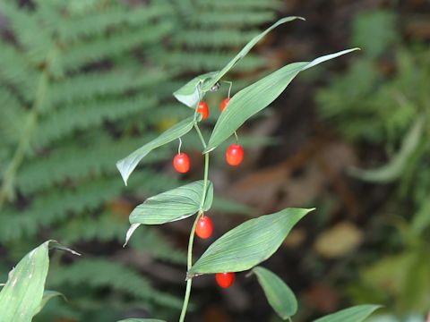 Streptopus streptopoides var. japonicus