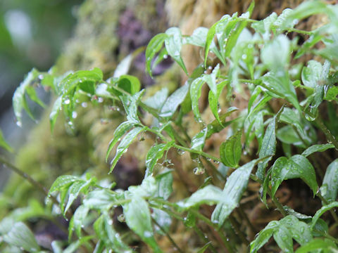 Streptopus streptopoides var. japonicus