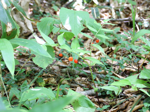 Streptopus streptopoides var. japonicus