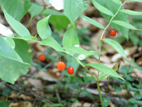 Streptopus streptopoides var. japonicus