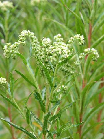 Penthorum chinense