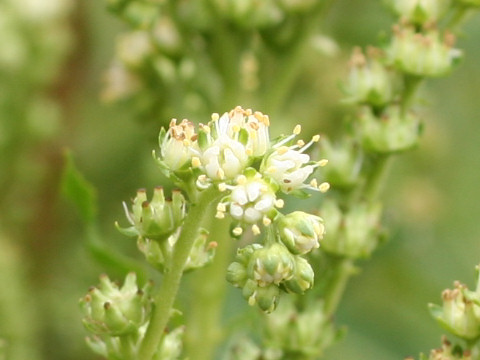 Penthorum chinense