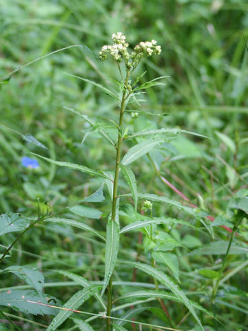 Penthorum chinense