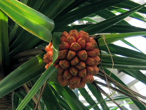 Pandanus boninensis