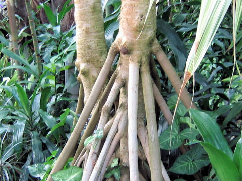 Pandanus boninensis