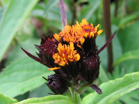 Senecio takedanus