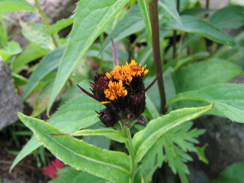 Senecio takedanus