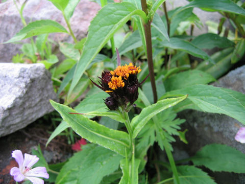 Senecio takedanus