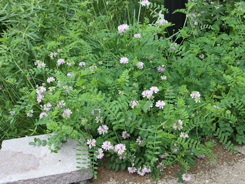 Coronilla varia