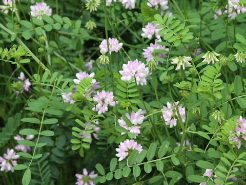 Coronilla varia