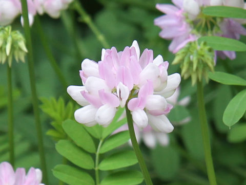 Coronilla varia