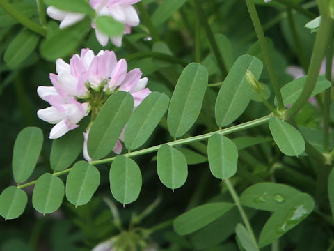 Coronilla varia