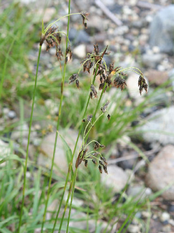 Scirpus maximowiczii