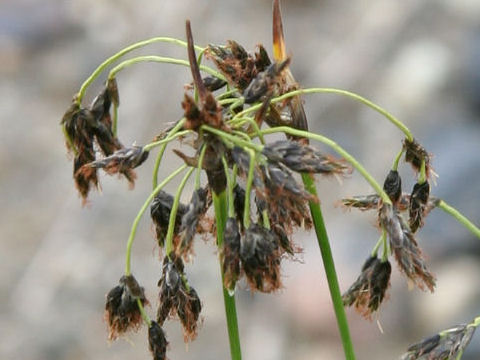 Scirpus maximowiczii