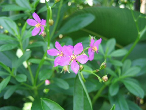 Talinum fruticosum