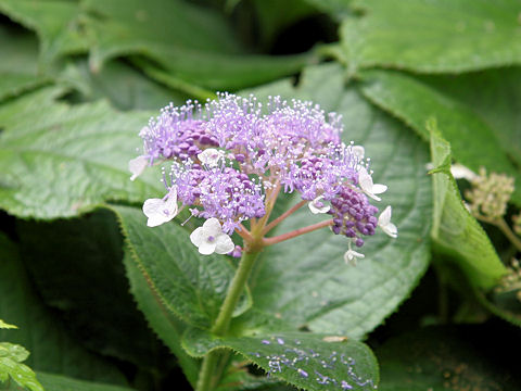 Cardiandra alternifolia