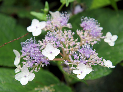 Cardiandra alternifolia