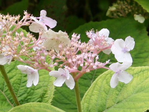 Cardiandra alternifolia