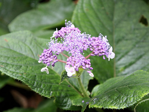 Cardiandra alternifolia