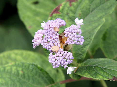 Cardiandra alternifolia