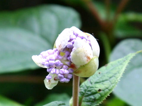 Cardiandra alternifolia