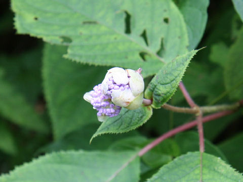 Cardiandra alternifolia