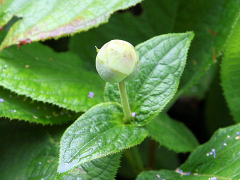 Cardiandra alternifolia